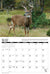 2025 Whitetail Deer Calendar