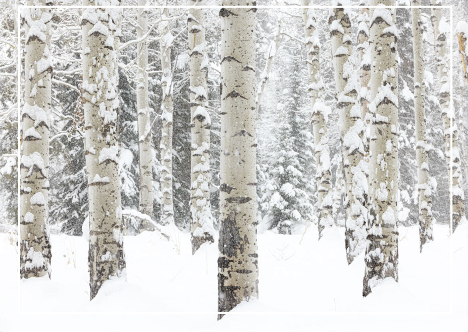 Aspen Snow - Christmas Card