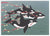 We Three Orcas - Christmas Card